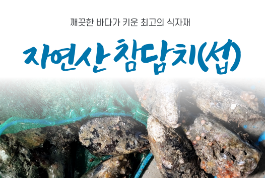 자연산 참담치(섭) 1kg